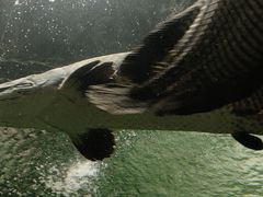 -上海海洋水族馆