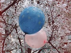 -高东镇樱花园