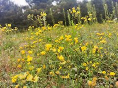 -永定河休闲森林公园