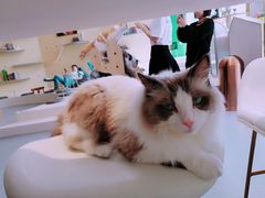 -飞行喵MR PILOT|猫舍·猫咖(静安大融城店)