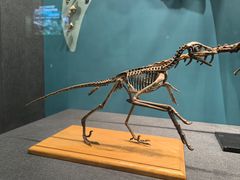 -国家自然博物馆