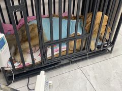 -达爱动物医院·犬猫分区·CT·复杂眼科(远洋山水分院)