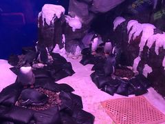 -暹罗海洋世界