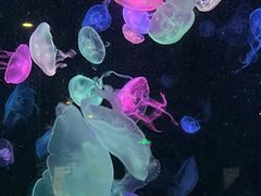 -珠海长隆海洋王国