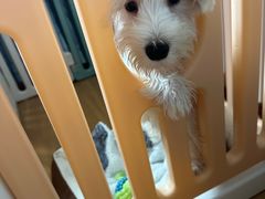 -翊宠yipet猫狗购宠庄园犬舍•猫舍