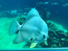 -瑞德姆美人鱼海底演艺主题餐厅(亚龙湾店)