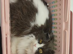 -萌兽医馆·眼科·异宠专科(三里屯店)
