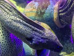 -太平洋海底世界