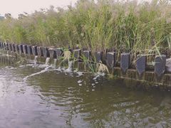 -鹦鹉洲湿地公园