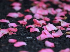 -广富林郊野公园