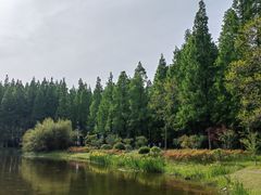 -黄海国家森林公园