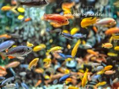 -太平洋海底世界