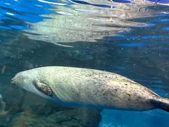 -上海海洋水族馆