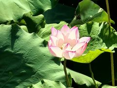 -荔湾湖公园