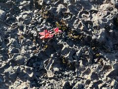 -夏威夷火山国家公园