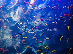 -杭州开元森泊度假乐园