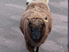 -神户市立六甲山牧场