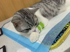 -联合动物医院(光谷诊疗中心)