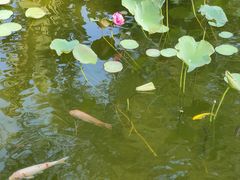 -惠州金海湾嘉华度假酒店