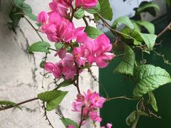 -中国科学院华南植物园