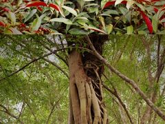 -中国科学院西双版纳热带植物园