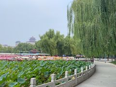-莲花池公园