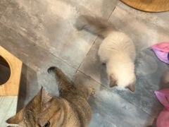 -楼上猫咖(罗湖店)