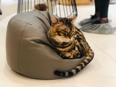 -飞行喵MR PILOT|猫舍·猫咖(静安大融城店)
