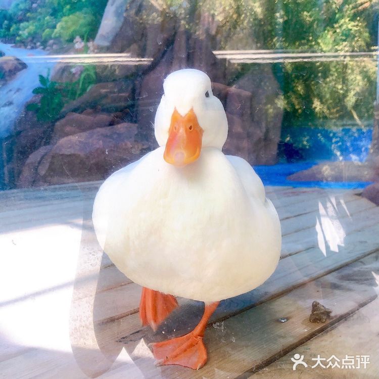 五一去哪玩|温州极地海洋世界 太太太可爱啦!