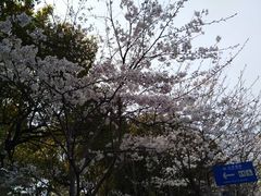 -高东镇樱花园