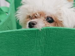 -瑞派康怡24h宠物医院·犬猫医疗中心·微创绝育(瑞景分院)