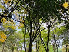 -贡湖湾湿地公园