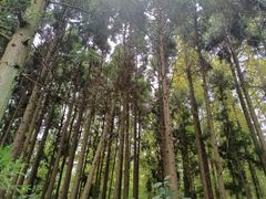 -东平国家森林公园