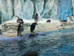 -帝企鹅自助餐厅•儿童岛•真企鹅(长隆企鹅酒店)