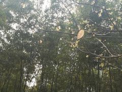 -叶家花园