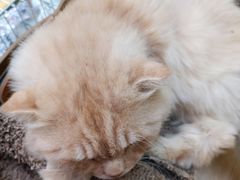 -猫咪派对(江南西店)