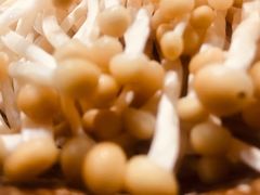金针菇-大龙火锅(老店)