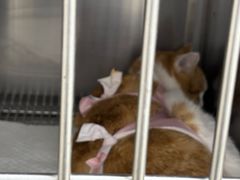 -宠福鑫康馨动物医院·骨科·眼科