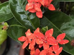 -爱尚幸福鲜花(上地实体店)
