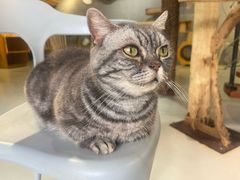 -豆逗聊愈猫阁Easy Life