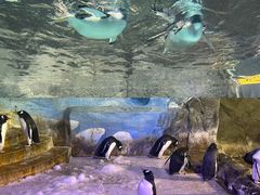 -成都浩海立方海洋公园