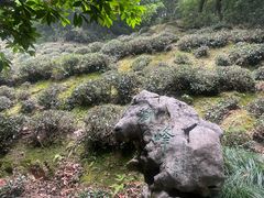 -十八棵（老龙井）御茶园(老龙井店)