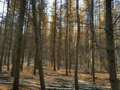 -塞罕坝国家级自然保护区