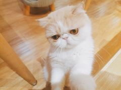 -滚猫咖啡·猫咖·猫友好撸猫(未来城店)