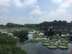 -荷塘月色湿地公园·向阳花洲