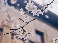-武汉大学-樱园