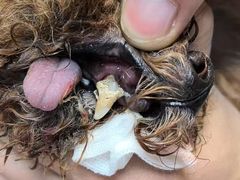 -嘉馨宠物医院·CT影像转诊·心脏科·犬猫全科诊疗中心(下沙大学城院区)