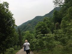 -凤栖山