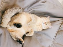 -飞行喵MR PILOT|猫舍·猫咖(静安大融城店)