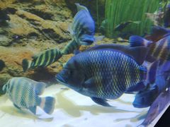 -上海海洋水族馆